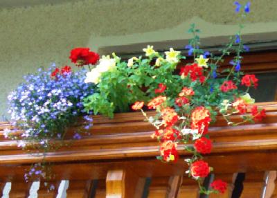 Meine Balkonblumen 