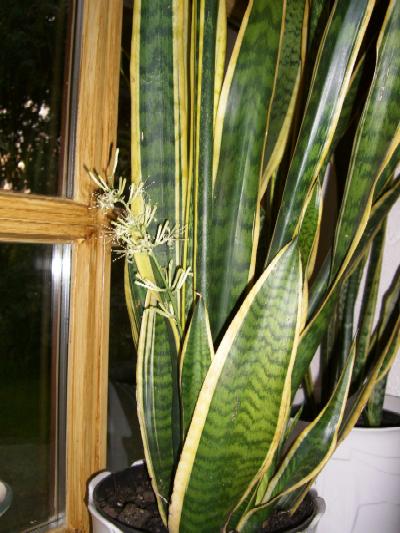 Hier ein Bild in voller Bl&uuml;te.