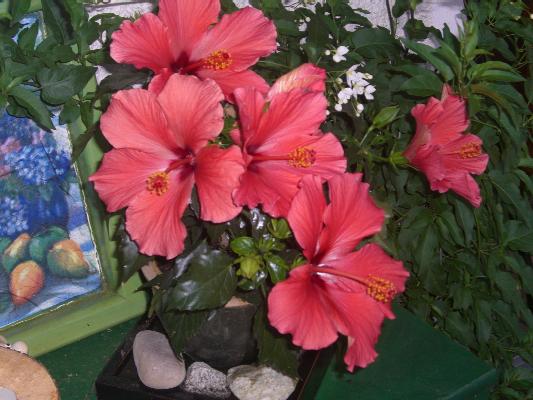 7 Bl&uuml;ten hatte mein Hibiscus