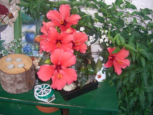 Bild mit gro&szlig;en Jasmin und Hibiscus
