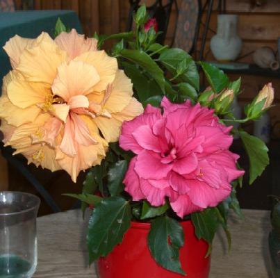 bl&uuml;ht in 2 Farben und das auch noch mit gef&uuml;llten Bl&uuml;ten