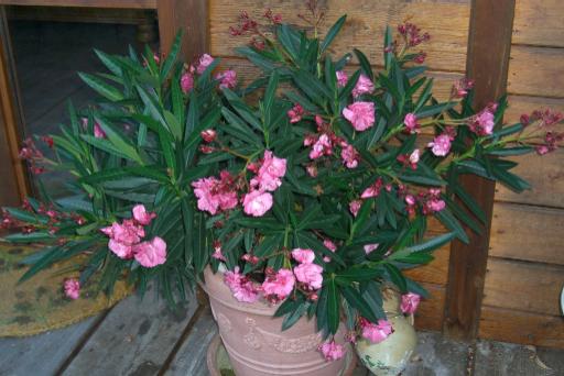 Mein Oleander ist auch fleissig gewachsen 