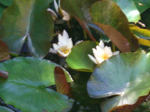 Am Teich bl&uuml;hen die Seerosen