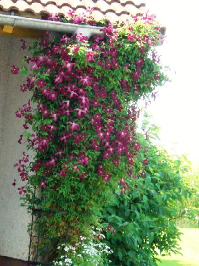 Meine Clematis an der Garage