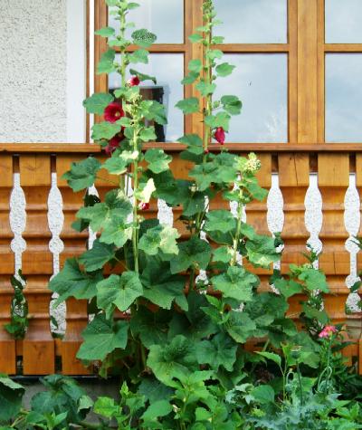 Rote Stockrosen am Balkon