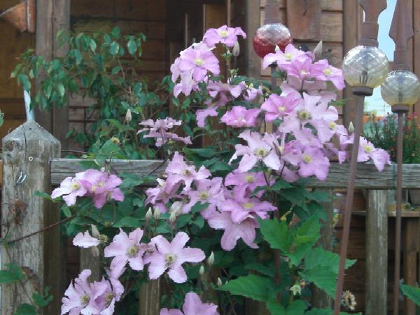 Clematis