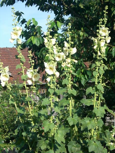 Stockrose in Zitronengelb