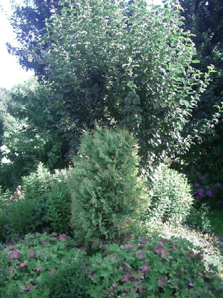Blumeninsel