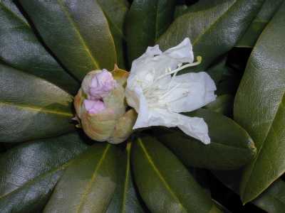 Auch der Rodendron zeigt erste Blüten