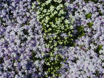 zart wei&szlig;e Bl&uuml;ten