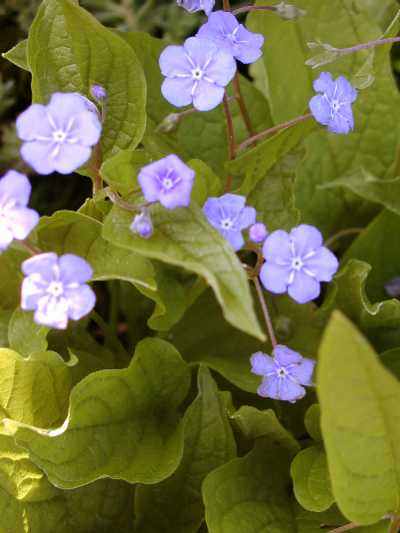 zartes Fr&uuml;hlingsgr&uuml;n