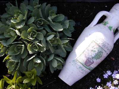 Fette Henne in frisch gewachsener Kugelform