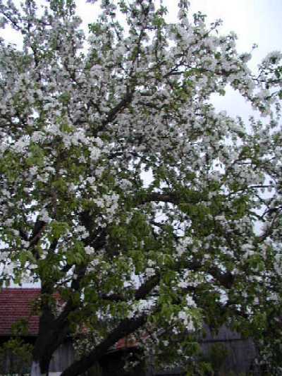 Bl&uuml;hender Apfelbaum