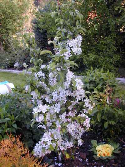Zierapfel in voller Bl&uuml;te