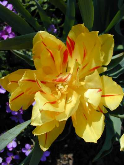 Sonnengelbe Tulpenbl&uuml;te