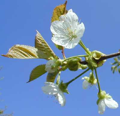 Erste Bl&uuml;ten meines Kirschbaumes