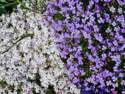 So viele Bl&uuml;ten