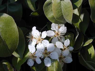 Auch die Birnbaumbl&uuml;ten spitzen vor