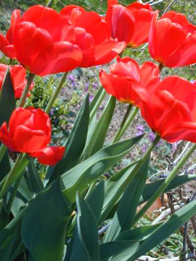 Klassische Tulpen begrüssen den Frühling