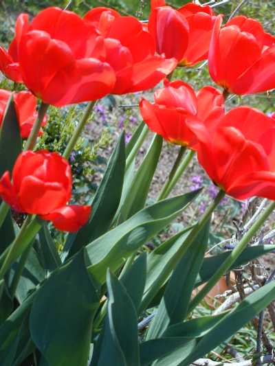 Klassische Tulpen begr&uuml;ssen den Fr&uuml;hling