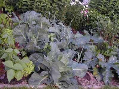 Mein Gem&uuml;segarten