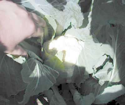 Super Blumenkohl im Hochbeet