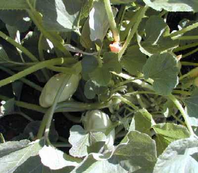 Ufo-Zucchini - sehr reiche laufende Ernte