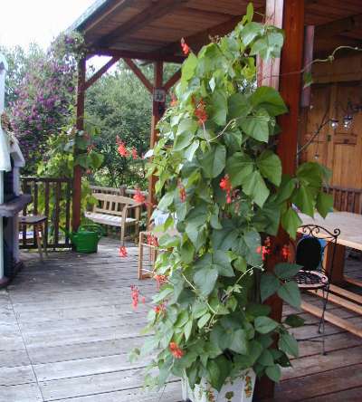 Meine Prunkbohnen sind zugleich Deko auf der Terrasse