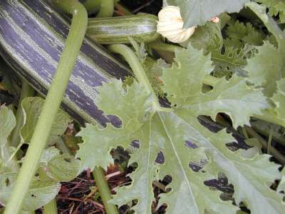 Zucchini wird dieses Jahr sicher keine Mangelware