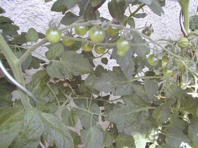 Die Tomaten tragen reichlich