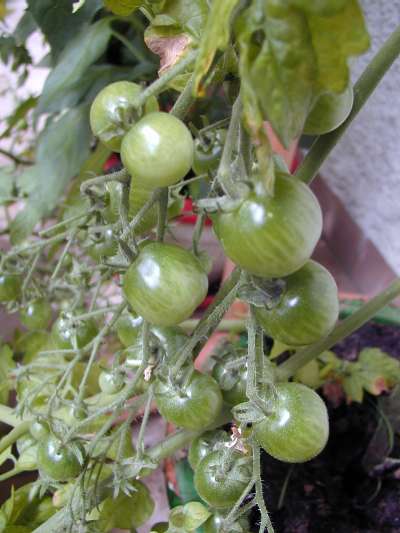 Das hier sind Kirschtomaten, ganz klein und super s&uuml;&szlig;