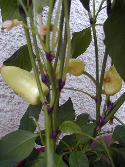 Paprika