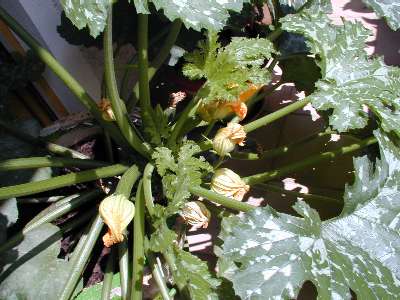 Mittlerweile ein "Unget&uuml;m" - der Zucchini im Topf