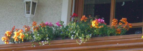 Meine diesjährigen Balkonblumen