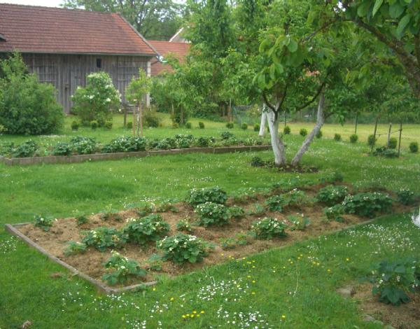 die Erdbeeren stehen in voller Blüte