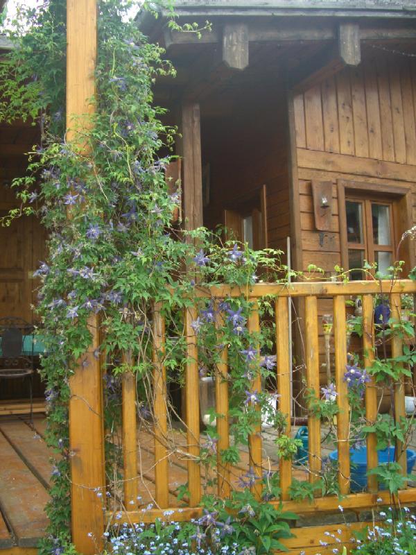 meine Clematis steht grad in voller Blüte