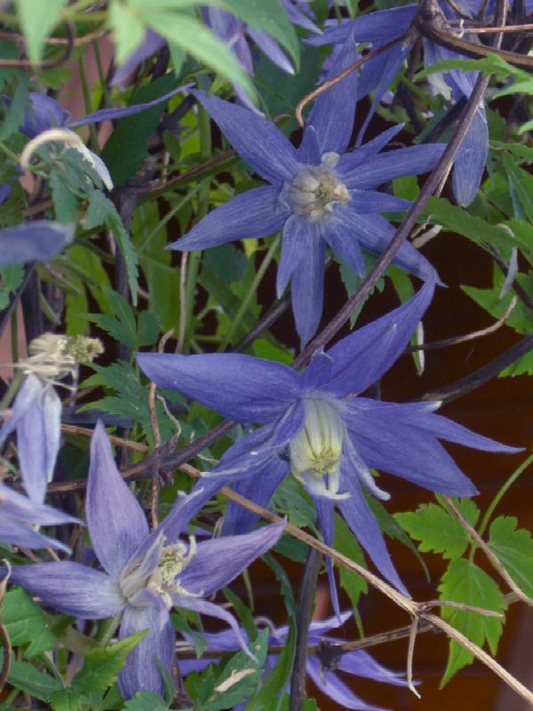 Clematis