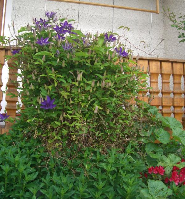 meine große lila Clematis blüht gerade auf