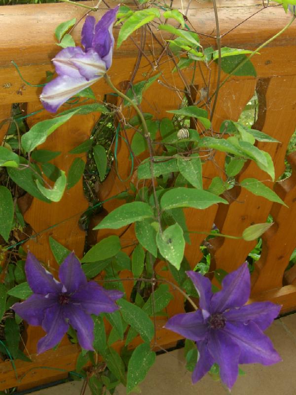 meine große lila Clematis blüht gerade auf