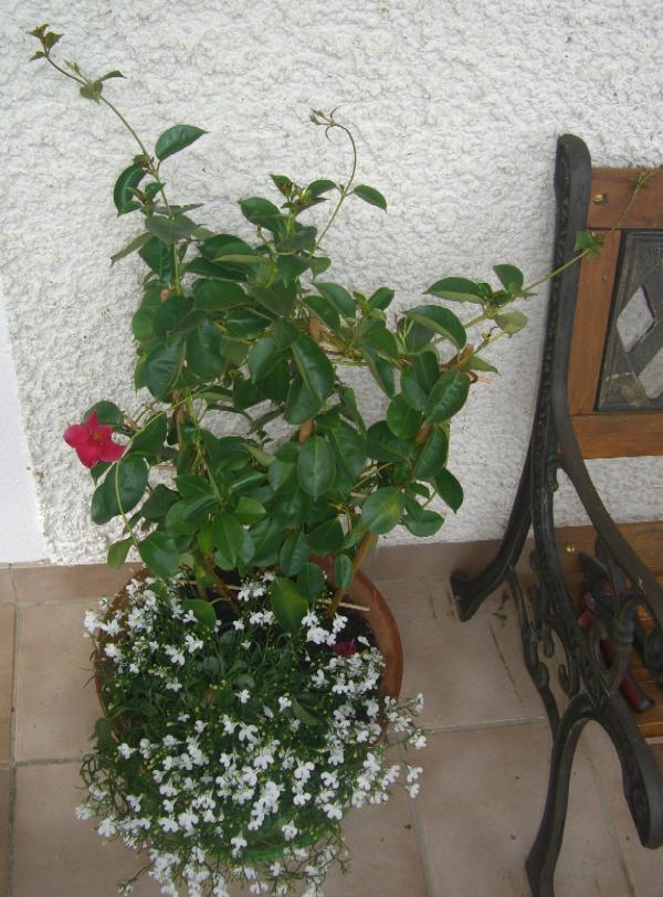 Blumentopf auf dem Balkon