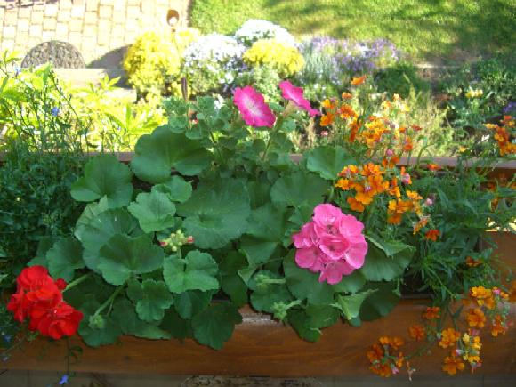 Meine diesjährigen Balkonblumen