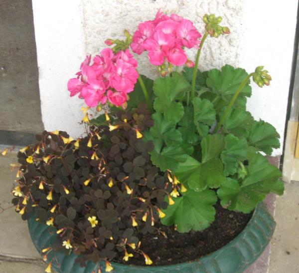 Blumenspindel im Hof