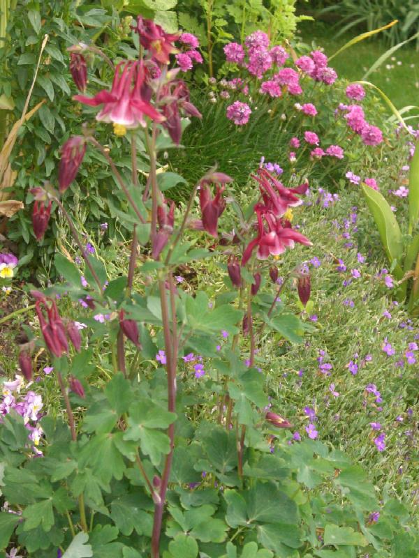 pink-rote Akelei