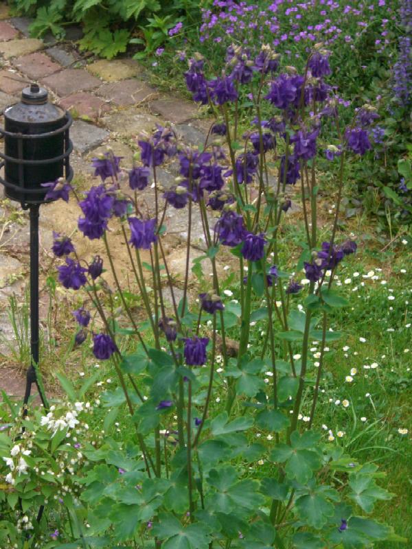 Wildwuchs vorm Gartenhaus