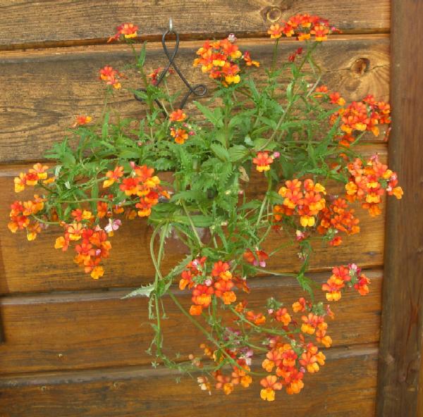 Blumenhänger am Gartenhaus