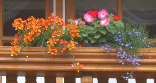 Balkonblumen