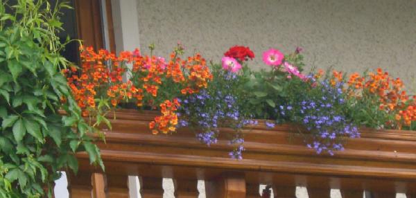 Balkonblumen