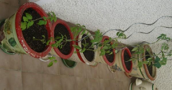 in der Ecke meine Gurke