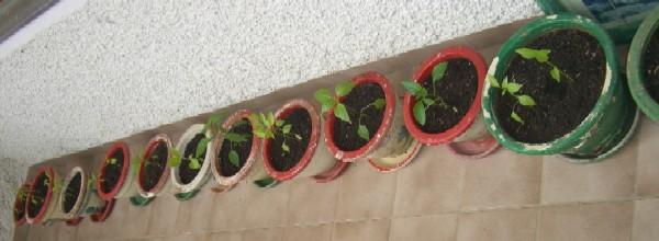 Auberginen, Paprika, Kugelpepperoni, Chili und Pfefferschoten