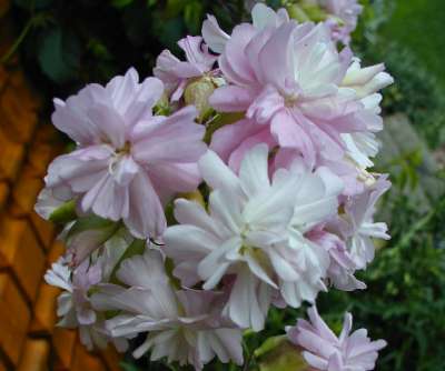 Wilder Phlox